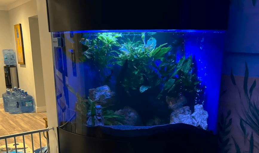 AJF Aquatics