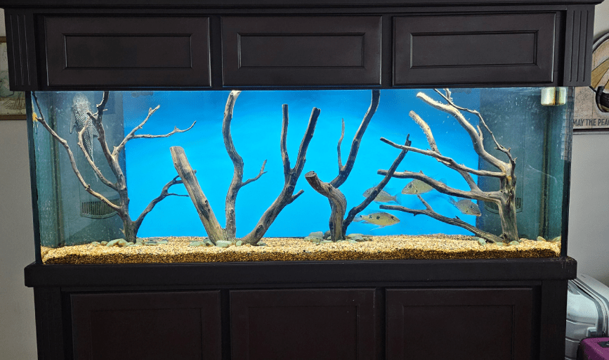 Aquarium Installation